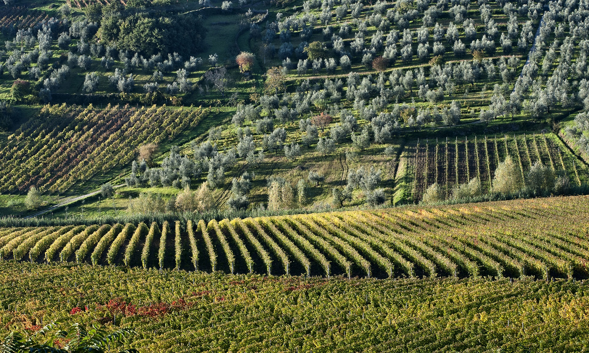 Paesaggi di Carmignano
